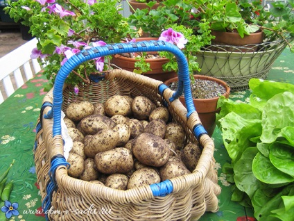 Ранні сорти картоплі для посадки в різних регіонах Росії, красивий будинок і сад