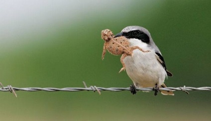 Сорокопуд (lanius) опис, види, проживання, голос, фото, відео