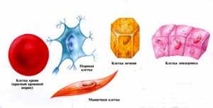 Будова клітини людини, поділ клітин і зовнішній вигляд, опис з картинками для дітей