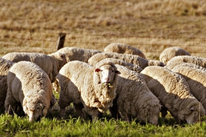 Тива республіка вівчарство і козоводство - перспективні види тваринництва 26-11-2013
