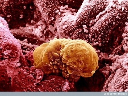 Тканини і органи людини під мікроскопом
