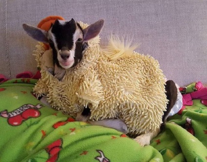 10 Забавних фотографій чарівною кози, яку врятував костюм качки