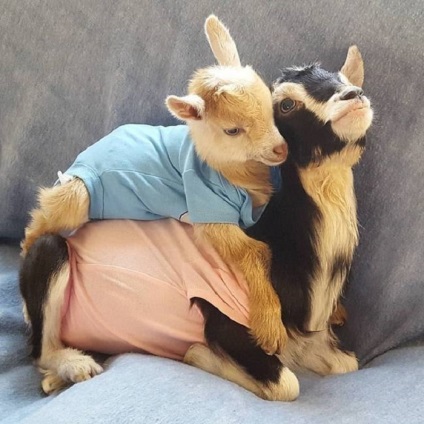 10 Забавних фотографій чарівною кози, яку врятував костюм качки