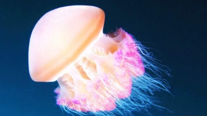 Фізики медузи плавають по методу «пилососа»
