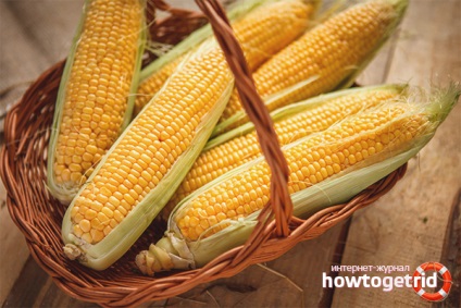 Як зберігати кукурудзу в домашніх умовах