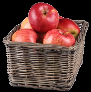 Як зберігати яблука на зиму правильно Антонівка, білий налив - в чому і де