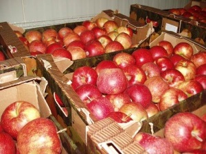 Як зберігати яблука на зиму правильно Антонівка, білий налив - в чому і де