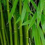 Креольський бамбуковий масаж показання до масажу, техніка виконання, бамбукові палички для масажу