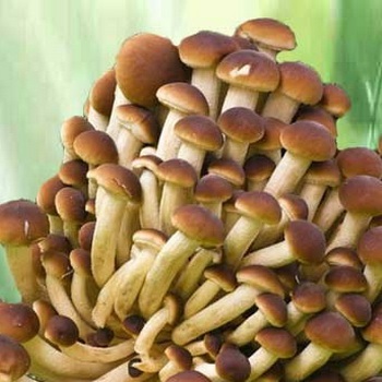Терміни зберігання грибів опеньків на зиму після збору, як приготувати опеньки для зберігання