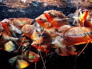 Акваріумні рибки гурамі умови утримання, правильний догляд і розмноження