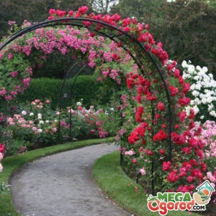 Арки для троянд своїми руками форми, матеріал і особливості вирощування троянд на арках - легка справа