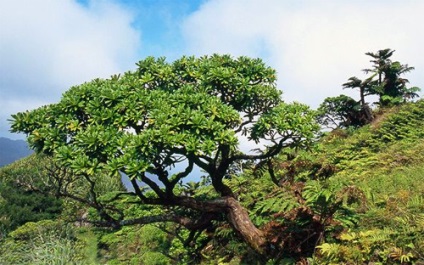 Капустяне дерево, невідоме про відоме - цікаві факти про рослини і тварин