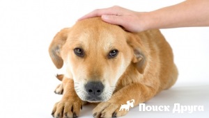 Крупозна пневмонія у собак - симптоми, лікування