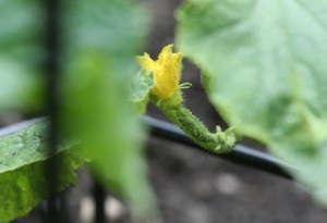 Трохи про вирощування соковитих огірків
