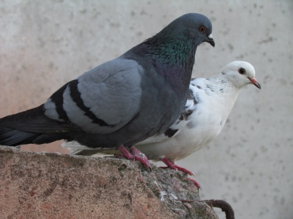Особливості поведінки та способу життя домашніх голубів, Зоосвіт