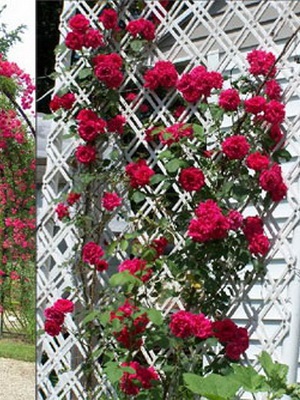 Троянди плетисті і штамбові посадка і догляд навесні і восени, домсадовніка