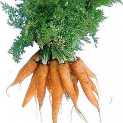 Рубайте голови моркви або новий спосіб зберігання моркви! Рослини - овочі і фрукти