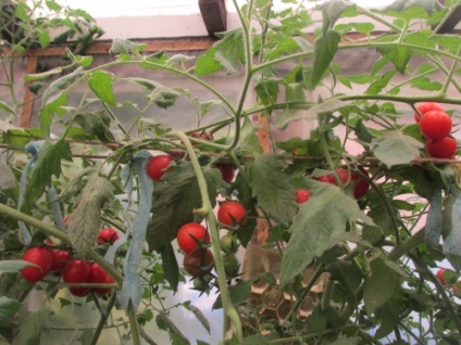 Догляд за помідорами в теплиці в серпні як правильно поливати відео