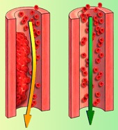 Значення топінамбура для шлунково-кишкового тракту