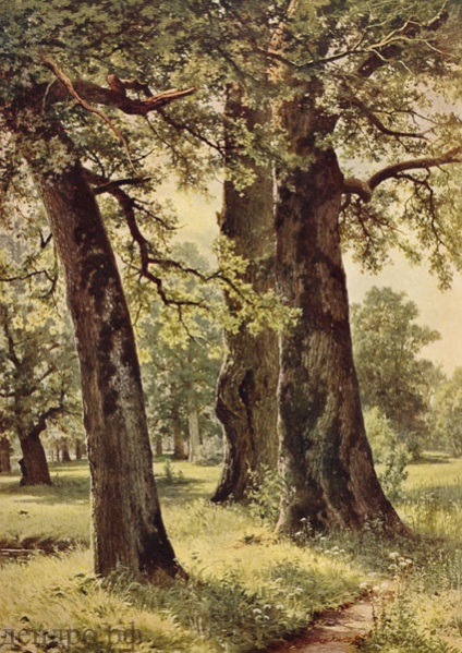 Фото дерев і техніки