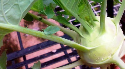Кольрабі - догляд за капустою - правила вирощування овочів, фруктів, квітів на вашому городі і дачному
