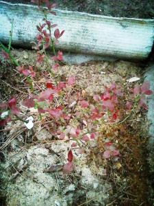 Червоне листя у лохини - дачний форум