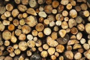 Лісозаготівля для малого і середнього бізнесу стане простіше - російська газета