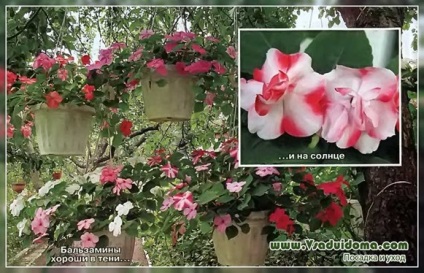 Однорічні квіти для вирощування в підвісних контейнерах, сайт про сад, дачі і кімнатних рослинах
