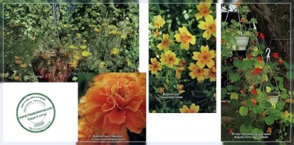 Однорічні квіти для вирощування в підвісних контейнерах, сайт про сад, дачі і кімнатних рослинах
