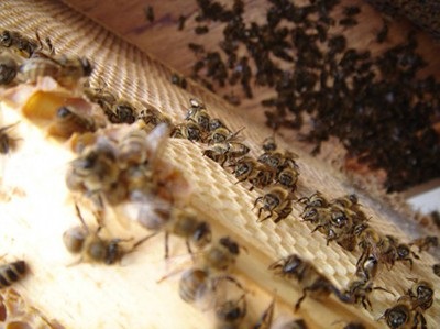 Рецепти приготування настоянок з бджолиного підмору в домашніх умовах