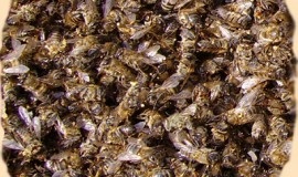 Рецепти приготування настоянок з бджолиного підмору в домашніх умовах
