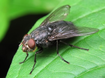 Сонник мухи, багато мух, перетворитися в муху, вбивати мух уві сні