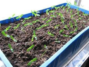 Вирощування мімулюс з насіння розсади у відкритий грунт і в домашніх умовах - my life