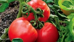 Вирощування розсади помідорів у домашніх умовах, і правильність їх висадки у відкритий грунт