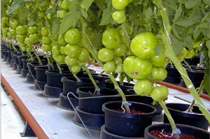 Вирощування томатів в домашніх умовах