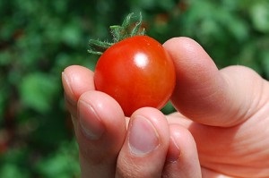 Вирощування томатів в домашніх умовах