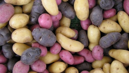 Біологія, 5 міфів про шкоду картоплі - новини науки на