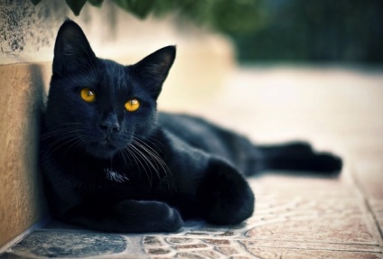 Якщо чорна кішка живе в квартирі, вона приносить неприємності
