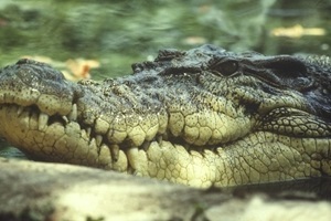 Цікаві факти про крокодилів