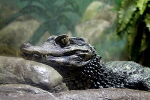 Цікаві факти про крокодилів