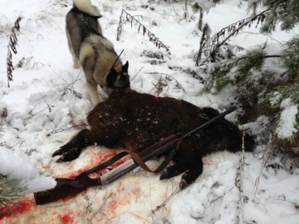 Зимова полювання на кабана з підходу, з вишки, з собаками, з засидження, загоном
