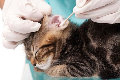 Як вилікувати кліща у кота симптоми і ознаки паразита