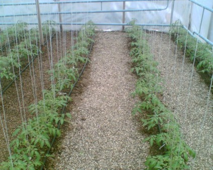 Як вирощувати помідори в теплиці