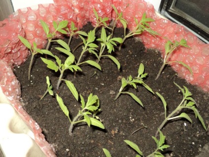 Як вирощувати помідори в теплиці