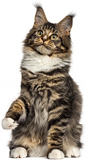 Корм для кішок і котячі консерви wellkiss - офіційний сайт