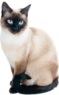 Корм для кішок і котячі консерви wellkiss - офіційний сайт