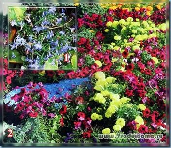 Літники посадка і догляд за квітами однолітниками, сайт про сад, дачі і кімнатних рослинах