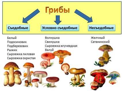 Отруєння грибами симптоми, лікування, профілактика