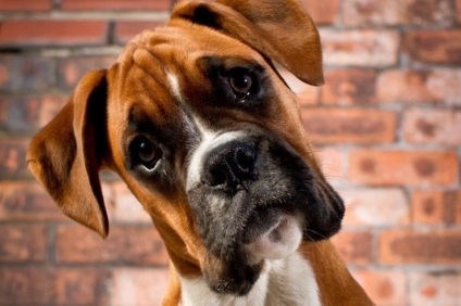 Чому собаки нахиляють голову, коли з ними розмовляє людина, новини apple