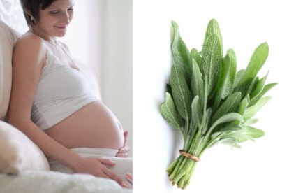 Шавлія при вагітності - на ранніх і пізніх термінах